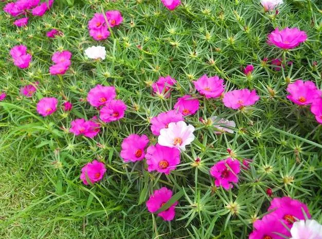 新手适合养的10种花，10种好看又养不死的花，适合养在家里，看看你养死过几种？