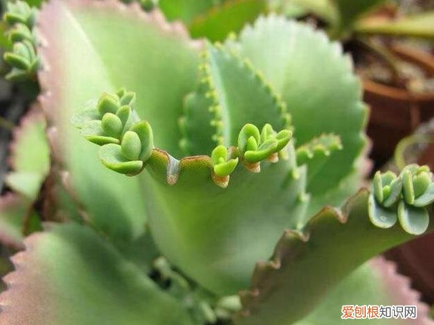 新手适合养的10种花，10种好看又养不死的花，适合养在家里，看看你养死过几种？