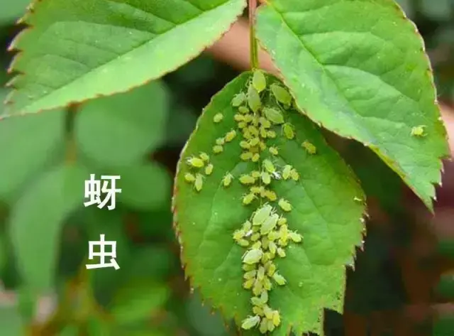 养花有哪些技巧和方法，弄懂这7个养花绝技，你就是养花高手了！