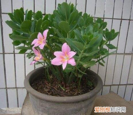 花卉养殖视频，养花人的福利：20年的老花匠，总结7个小窍门，看了就“会”养花