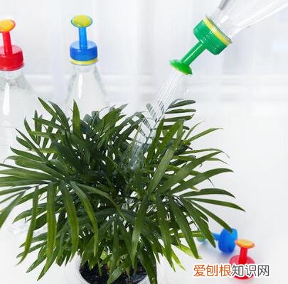 花卉养殖视频，养花人的福利：20年的老花匠，总结7个小窍门，看了就“会”养花