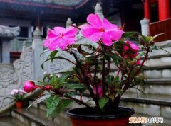 花卉养殖视频，养花人的福利：20年的老花匠，总结7个小窍门，看了就“会”养花