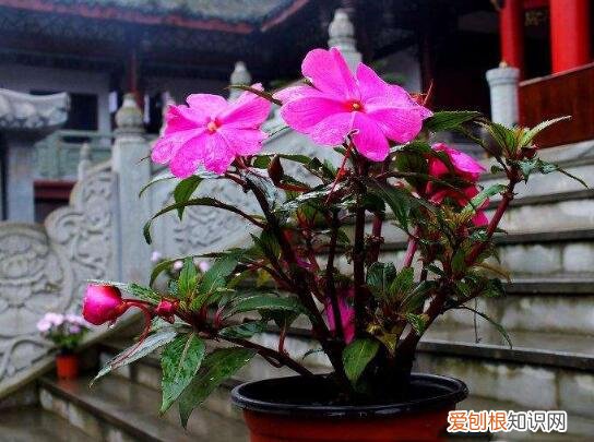 花卉养殖视频，养花人的福利：20年的老花匠，总结7个小窍门，看了就“会”养花