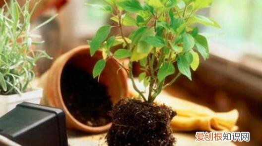 花卉养殖视频，养花人的福利：20年的老花匠，总结7个小窍门，看了就“会”养花