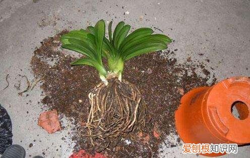 花卉养殖视频，养花人的福利：20年的老花匠，总结7个小窍门，看了就“会”养花