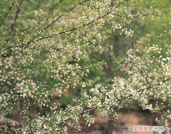 什么植物最容易开花，想植物多开花，这7大绝技你掌握了没？