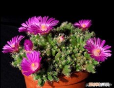 什么植物最容易开花，想植物多开花，这7大绝技你掌握了没？