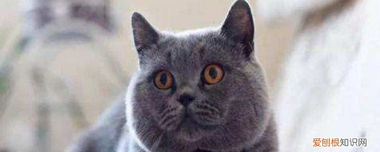 猫尿不出来尿怎么缓解,猫尿不出来怎么办,猫尿不出来怎么催尿，猫咪尿不出来尿怎么办