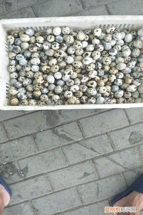 请教养花的技术要领，有了老花匠教授的这7个养花小窍门，再难养的花新手都能养爆盆！