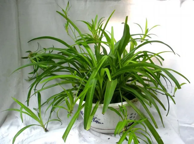 花农养花常用肥，7种常养花施肥大全，告诫花友们一定不要瞎施肥