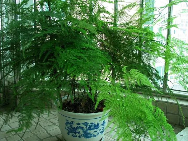 花农养花常用肥，7种常养花施肥大全，告诫花友们一定不要瞎施肥