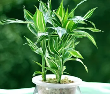 花农养花常用肥，7种常养花施肥大全，告诫花友们一定不要瞎施肥