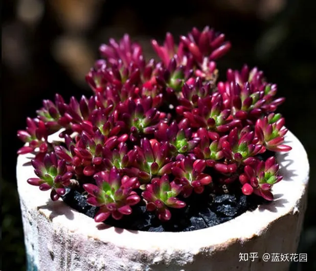蓝色妖姬花怎么养，蓝妖：养花新手必会的4个养花技巧，从此告别植物杀手！