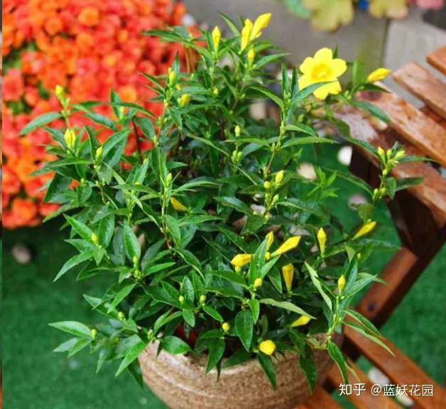 蓝色妖姬花怎么养，蓝妖：养花新手必会的4个养花技巧，从此告别植物杀手！