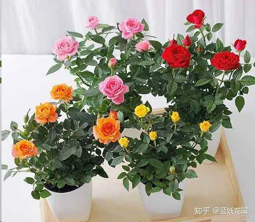 蓝色妖姬花怎么养，蓝妖：养花新手必会的4个养花技巧，从此告别植物杀手！