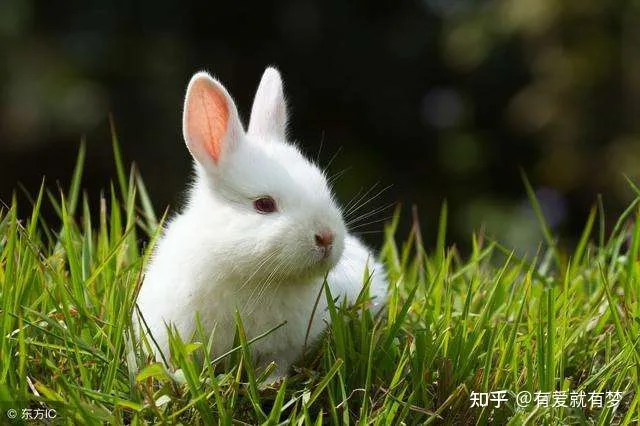 三年级作文我喜欢的小动物小白兔300字左右，三年级作文修改：我最喜欢的动物——小白兔