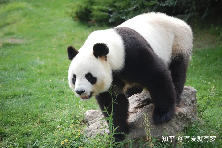 三年级作文我喜欢的小动物熊猫，三年级作文修改：我最喜欢的动物——熊猫