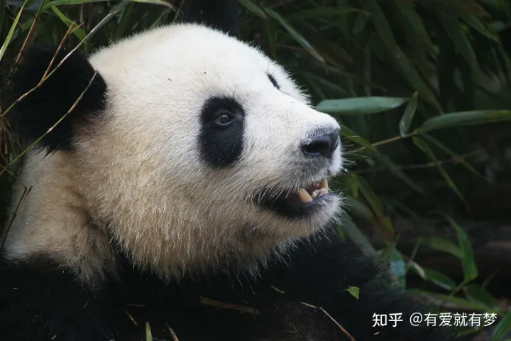 三年级作文我喜欢的小动物熊猫，三年级作文修改：我最喜欢的动物——熊猫