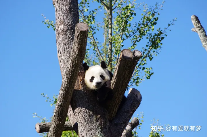 三年级作文我喜欢的小动物熊猫，三年级作文修改：我最喜欢的动物——熊猫