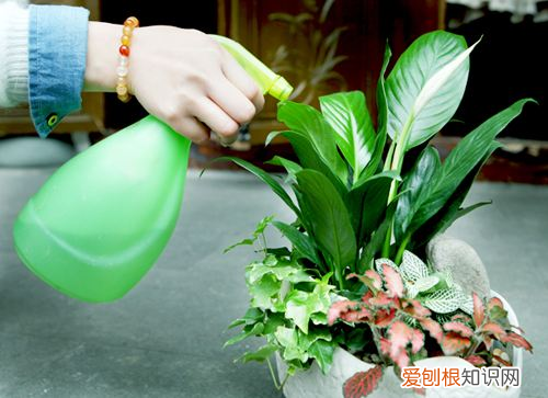 老花经验法，老花农“独家秘笈”，越浇越旺，值得收藏