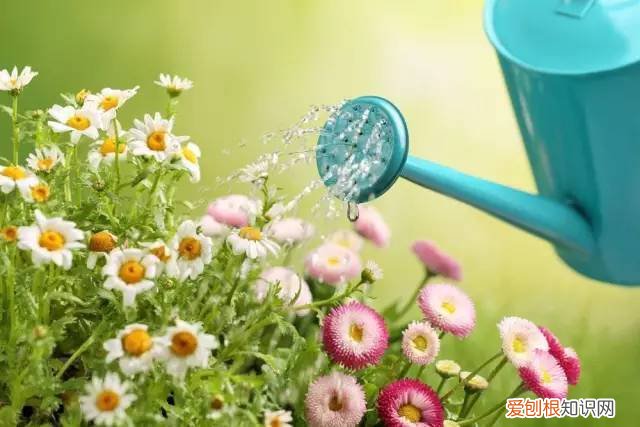 老花经验法，老花农“独家秘笈”，越浇越旺，值得收藏