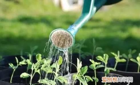 老花经验法，老花农“独家秘笈”，越浇越旺，值得收藏