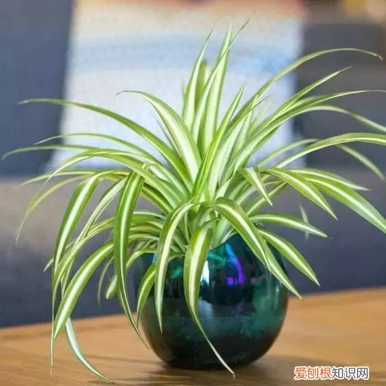 老花经验法，老花农“独家秘笈”，越浇越旺，值得收藏