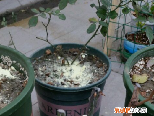 养花叶子干枯怎么处理，老花农透露的5个小偏方，养啥花都旺，叶子嗖嗖长！