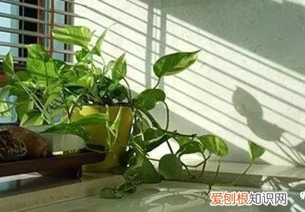 养花窍门99招，花农绝不外传的8个养花绝招，99%的人都不知道！