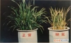 养花的要领，8年花农养花经验：生病了它会告诉你，了解这些让你告别植物杀手