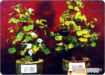 养花的要领,8年花农养花经验:生病了它会告诉你,了解这些让你告别植物杀手