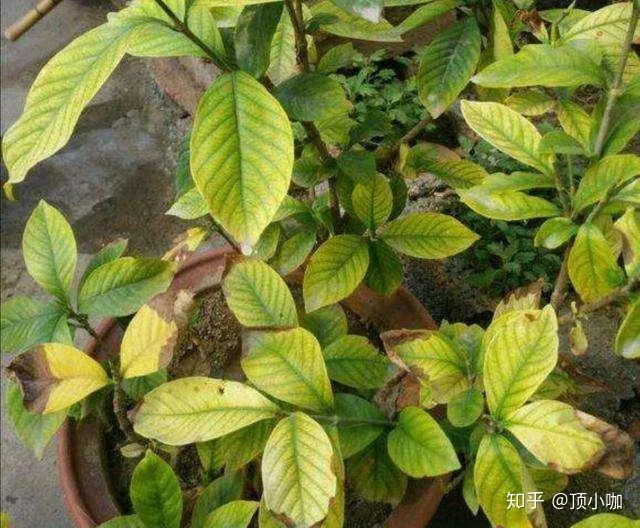 养花的要领,8年花农养花经验:生病了它会告诉你,了解这些让你告别植物杀手