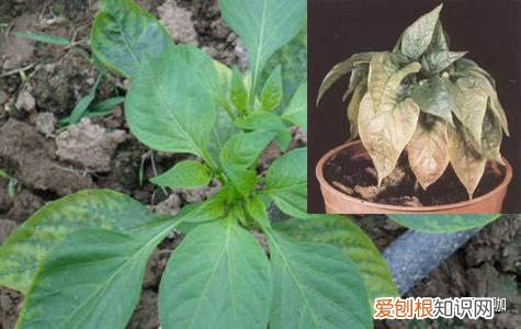 养花的要领,8年花农养花经验:生病了它会告诉你,了解这些让你告别植物杀手
