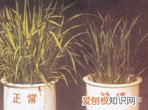 养花的要领,8年花农养花经验:生病了它会告诉你,了解这些让你告别植物杀手