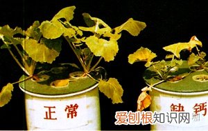 养花的要领,8年花农养花经验:生病了它会告诉你,了解这些让你告别植物杀手