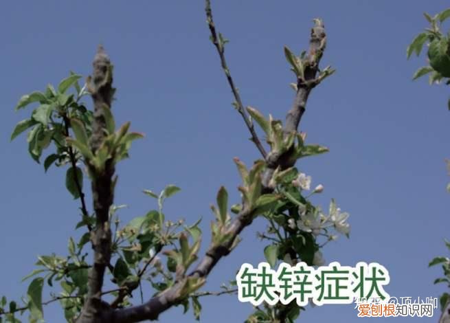 养花的要领,8年花农养花经验:生病了它会告诉你,了解这些让你告别植物杀手