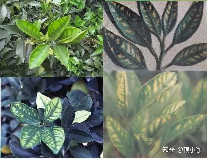 养花的要领,8年花农养花经验:生病了它会告诉你,了解这些让你告别植物杀手