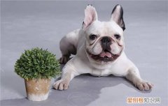 狗狗可以吃大米锅巴吗 狗狗可以吃大米锅巴吗