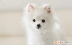 狗狗可以吃大米粥吗 狗狗可以吃大米稀饭吗