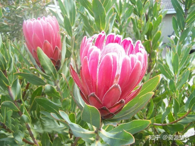 花钟的教学视频，了解这些种花技巧后，五一节你会更快乐