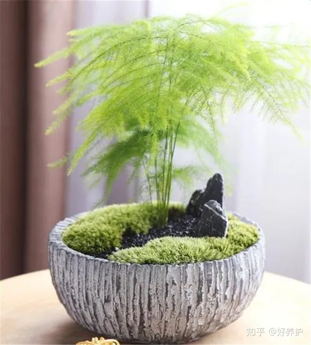 养花浇水小技巧,秋季浇水有窍门,养花30年的老花农手把手教你怎么浇水!