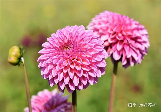 养花浇水小技巧,秋季浇水有窍门,养花30年的老花农手把手教你怎么浇水!