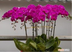 珠海花田里，花农珠海左婷：有些花很难养的，养花时一定要注意了