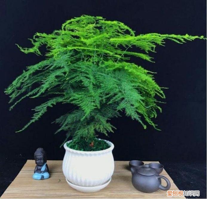 珠海花田里，花农珠海左婷：有些花很难养的，养花时一定要注意了