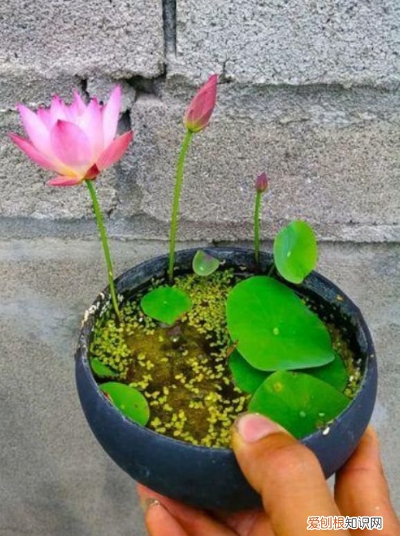 珠海花田里，花农珠海左婷：有些花很难养的，养花时一定要注意了