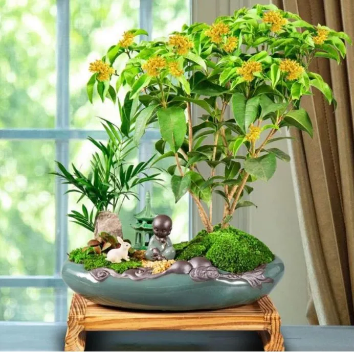 珠海花田里，花农珠海左婷：有些花很难养的，养花时一定要注意了