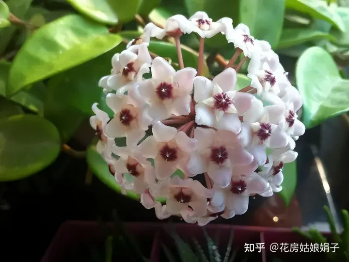 为什么买的花都养不活，为什么买来的花养不活？有什么技巧或者需要买什么东西浇花吗？