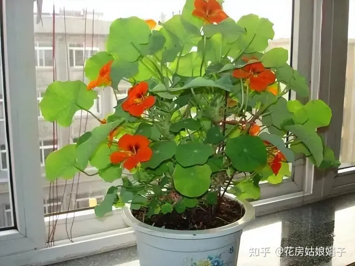 为什么买的花都养不活，为什么买来的花养不活？有什么技巧或者需要买什么东西浇花吗？