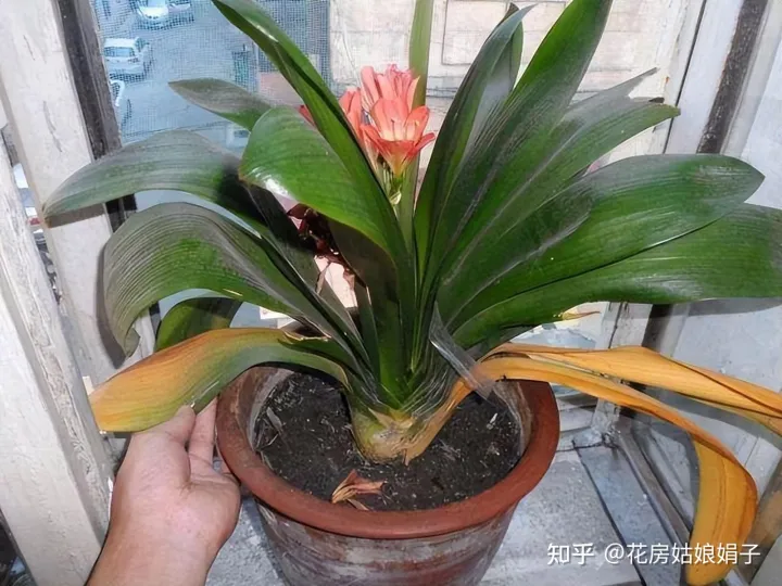为什么买的花都养不活，为什么买来的花养不活？有什么技巧或者需要买什么东西浇花吗？