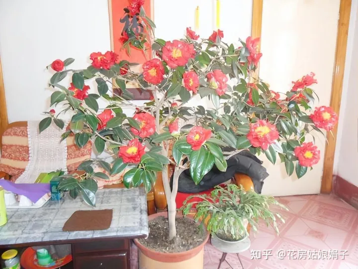 为什么买的花都养不活，为什么买来的花养不活？有什么技巧或者需要买什么东西浇花吗？